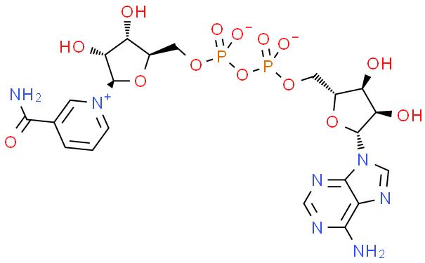 β-Nicotinamide adenine dinucleotide
